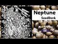 Dark Horse Live E32 with Neptune Seed Bank