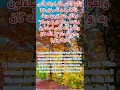 Download Lagu Surah Nisa'a #qurantilawah #mishary #quran