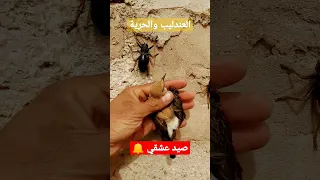 تم صيد العندليب بلغلط طفرات الحسون طائر الحسون صيد الحسون تربية الحسون بتبتة الحسون الميستو 