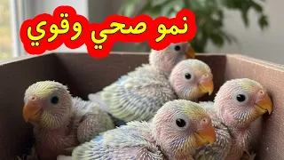تغذية فراخ البادجي بعد الفقس: لنمو صحي وقوي!