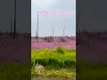 Download Lagu Fireweed, Rise from the Ashes🩷#roadtrip#wildlife#wildflowers
