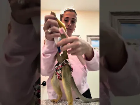 monkey morning routine! #madlovesripley #animals #funny #monkeys #beauty #kids #cooking #music