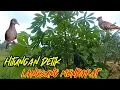 Download Lagu suara pikat perkutut lokal gacor || masteran perkutut lokal gacor suara merdu
