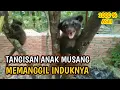 Download Lagu SUARA ANAK MUSANG MEMANGGIL INDUKNYA