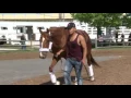 Hence arrives at Pimlico May 16 2017