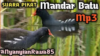  josss suara burung mandar batu memanggil kawannya
