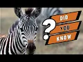 Download Lagu Animal Zoo Adventure! Learn About the Animals at the ZOO!