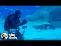 Download Lagu Wild Shark Recognizes Human Best Friend After They Were Separated For A Year  | The Dodo Soulmates