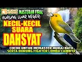 Download Lagu SUARA MASTERAN BURUNG LUAR NEGERI PART-2 || KECIL-KECIL SUARA DAHSYAT || MASTERAN MURAI BATU