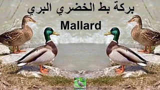 جديد صوت بط الخضري البري بركة Song Mallard 