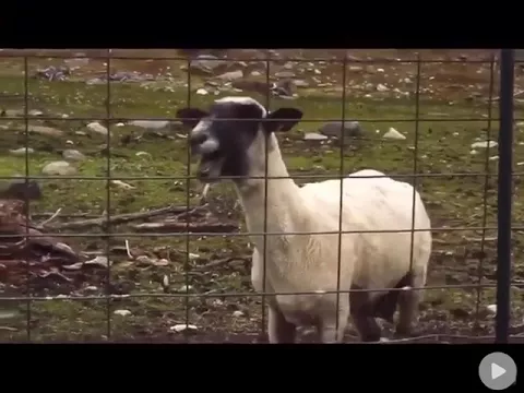 Download MP3 Screaming goat sound effect