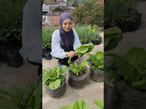 Panen Sawi, 15 hari saja bisa sesubur ini