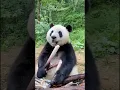 Download Lagu AmazingChina: Panda Eats Bamboo Snack