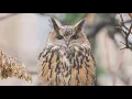 Escaped owl thriving in New York City