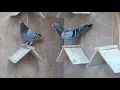 Winners1 racing pigeon auction