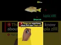 Lagu #4 Things about Fish Type Tilapia Zilli you Must Know || Fish FarmingMore:www.agromarketday.com