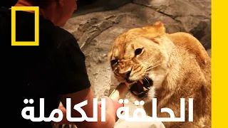 وقع في كمين حيوانات باتت جامحة ناشونال جيوغرافيك أبوظبي 