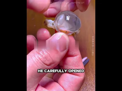 This Man Rescued Hundreds of Baby Cuttlefish 🐟🥹❤️ #USA