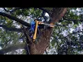 Download Lagu EXTREEM‼️DE HOOGSTE THREMBESI-BOOM VALT OM IN DE TUIN #Stihl#ms660#ms881