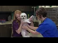Bionet VEMO Veterinary Wireless ECG