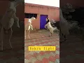 Download Lagu bakra fight eid