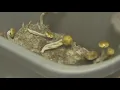 New ASU society hosts functional shroom symposium