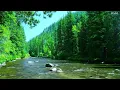 Beautiful sounds of the forest, birds chirping, calming river sound, soothing paradise