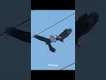 Two Bald Eagles lock talons and perform the courtship behavior called Daredevil Cartwheel