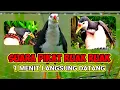 Lagu Suara pikat burung ruak ruak kualitas bersih, Masteran pancingan ruak ruak!!!