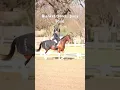 Cold horse show mornings horse version of a blanket trend