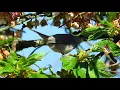Download Lagu Kwetterende zwartkop | Zelf Geschoten | Vroege Vogels