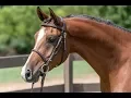 Download Lagu How to Correctly Lunge Your Horse // Horse Training Tips with Deanna Corby Dressage