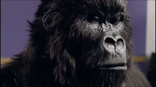 Cadbury S Gorilla Playing Drums Advert Commercial  Cadbury S Gorilla Playing Drums Advert Commercial