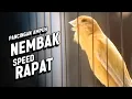 Download Lagu #011 Suara Burung KENARI GACOR PANJANG Emosi Cuit Cuit NGEROL Cocok utk Masteran Murai Batu