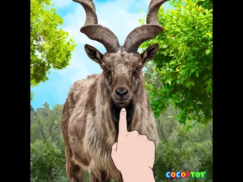 염소가 어디 있는지 맞춰봐!⭐ #shorts ㅣ동물이름, 어린이 퀴즈ㅣ꼬꼬스토이
