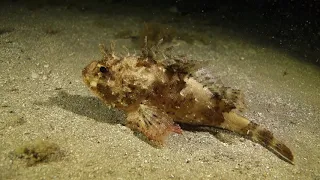video_image
