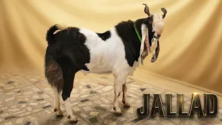 JALLAD The Playful Kota Bakra At Aman Goat’s 