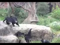 Download Lagu chimps vs. raccoon
