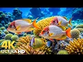Download Lagu Underwater Wonders 4K - Amazing Fish, Coral Reefs \u0026 Sea Animals - Peaceful Aquarium Experience #3