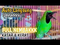 Lagu FULL Nembak Panjang-Panjang - Cucak Ijo Ngotot bongkar Isian Kasar