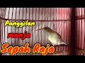 Download Lagu SUARA PANGGILAN SEPAH RAJA TROTOL || Cocok buat panggilan/pikat