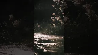 نظرة علينه سيد سلام الح سيني 