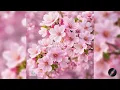 Bright & Feel-Good Emotional Songs Playlist Including “Cherry Blossom Hello”☀️| Songs by TODAY LOVER