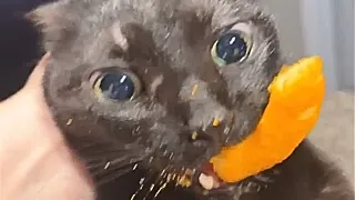 pov youre a cat with one brain cell