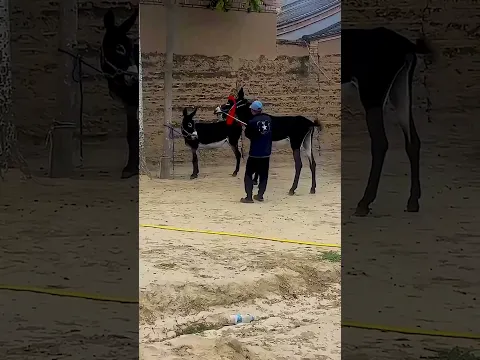 Funniest Donkey Ever Donkey Training the fun way 270