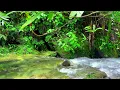 Download Lagu Symphony of Forest, Beautiful Stream in Forest with Birdsong, Nature Sounds, White Noise, ASMR
