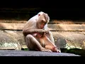 Best clip Angela tries to get milk too from Libby when Rainbow is busy playing with best friend