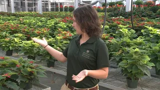 Countdown to Christmas is on at the Missouri Botanical Garden