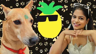 So we have a winner here🏆🎉🏆 🐶❤ #doglover #dogvideo #viral 