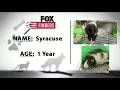 FOX Finders Pet Finder - Syracuse
